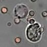 macrophage